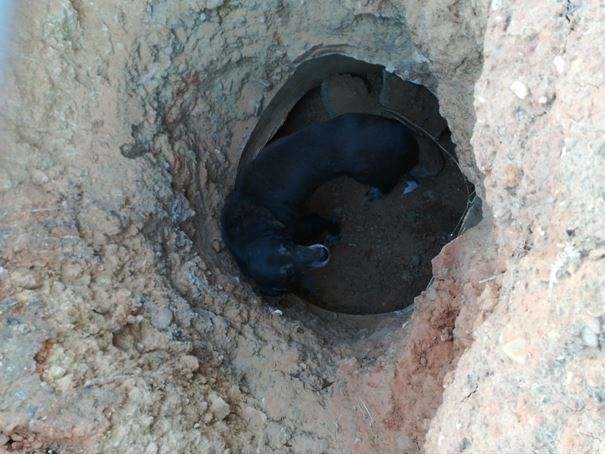 Rescatado en Badajoz un perro dentro de un pozo de unos dos metros y medio de profundidad