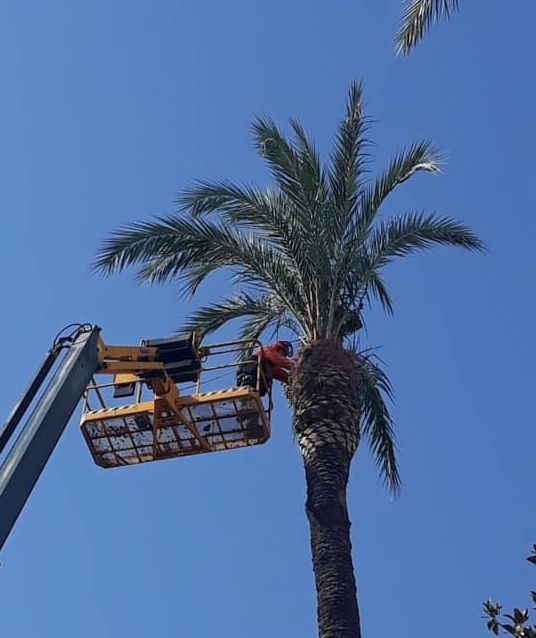 Arreglan las palmeras de la avenida de Huelva