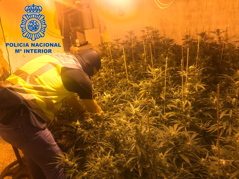 Policía Nacional detiene a un varón por cultivo de marihuana en su domicilio