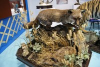 Feciex 2012: Stands de la feria
Clic para ampliar imagen