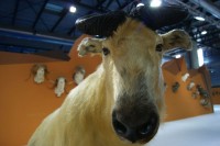 Feciex 2012: Exposición Montañas de los Cinco Continentes
Clic para ampliar imagen