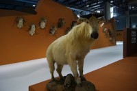 Feciex 2012: Exposición Montañas de los Cinco Continentes
Clic para ampliar imagen