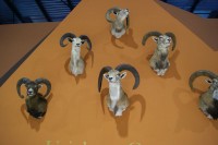 Feciex 2012: Exposición Montañas de los Cinco Continentes
Clic para ampliar imagen