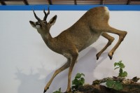 Feciex 2012: Exposición Montañas de los Cinco Continentes
Clic para ampliar imagen