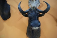 Feciex 2012: Exposición Montañas de los Cinco Continentes
Clic para ampliar imagen