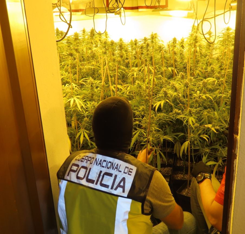 Desmantelada una plantacin indoor en Las Vaguadas