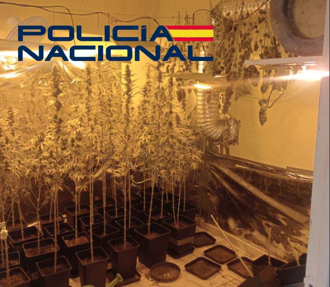 Detienen al responsable de una plantacion de marihuana ''indoor'' en Badajoz