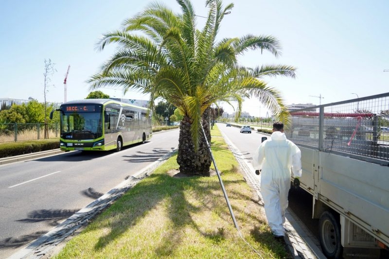 El Ayuntamiento continúa combatiendo el picudo rojo en sus palmeras