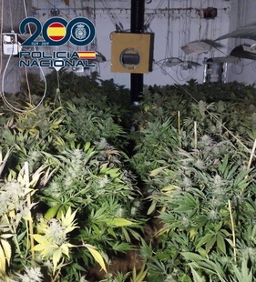 Un detenido por cultivar casi 300 plantas de marihuana en una vivienda en Badajoz
