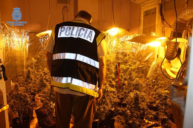 La Policía Nacional detiene a un joven y desmantela una plantación de marihuana en Badajoz
