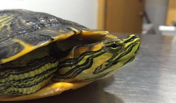 Retiran una tortuga de Florida, prohibida en España, del Paseo Fluvial de Badajoz