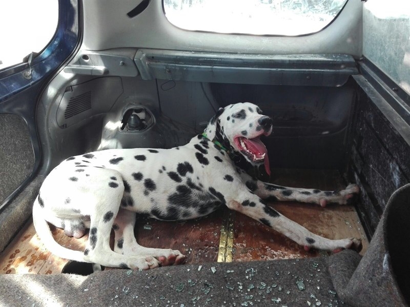 Rescatado un perro encerrado en un coche en el aparcamiento de El Faro