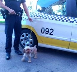 La Policía Local de Badajoz rescata a tres perros presuntamente abandonados por sus propietarios
