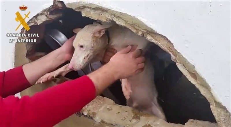 Rescatado un perro que había caído a un pozo en la finca Tres Arroyos 