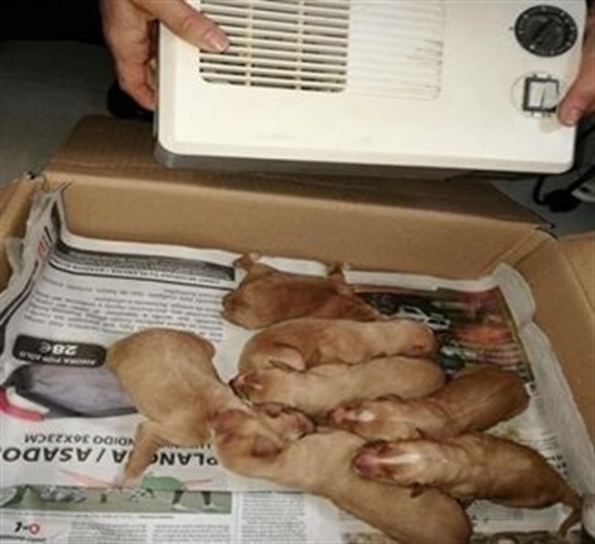 La Policía Local rescata siete cachorros de perro de un contenedor de Los Colorines 