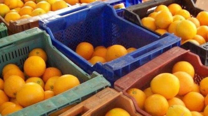Intervenidas en Badajoz 475 kilos de naranjas y patatas que carecían de ''todo tipo de documentación''