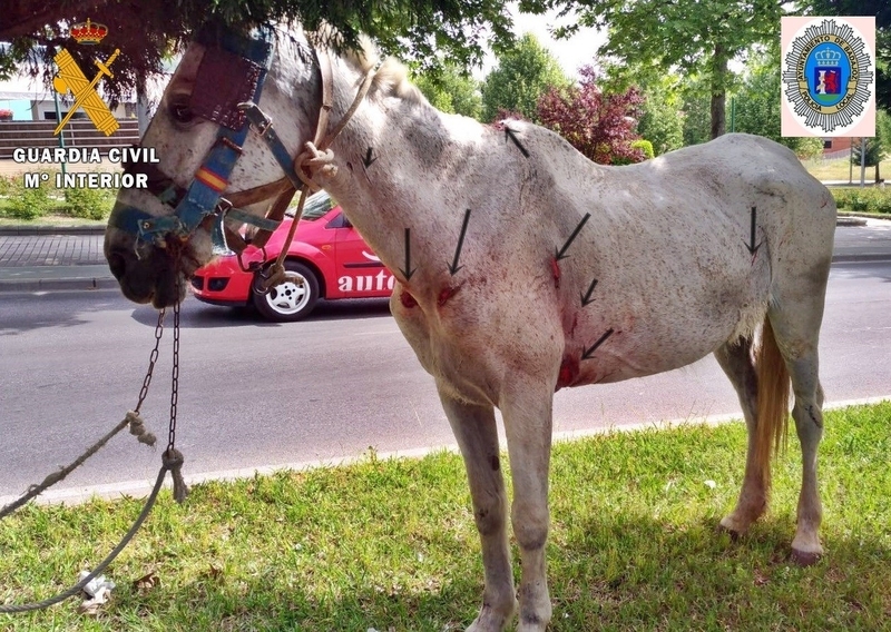Investigado en Badajoz por un presunto delito de maltrato de dos caballos