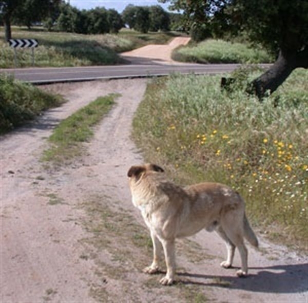 La Diputación de Badajoz facilitará las adopciones de perros abandonados a través de Internet