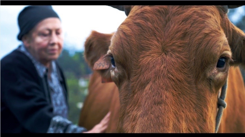 'Las vacas de Wisconsin', de Sara Traba, gana el Premio al Mejor Cortometraje en el 23 Festival Ibérico de Cine