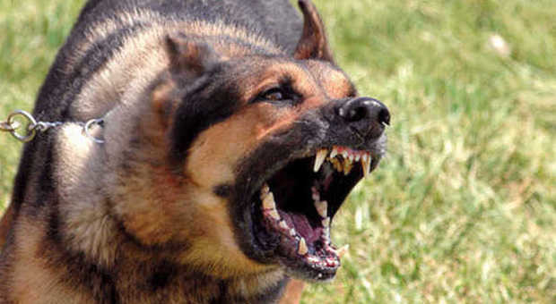 Un perro ''potencialmente peligroso'' ataca a una mujer en Badajoz