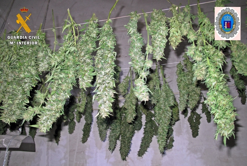 Un detenido por un punto de cultivo de marihuana en Badajoz en el que han sido hallado 21 kilos de cogollos
