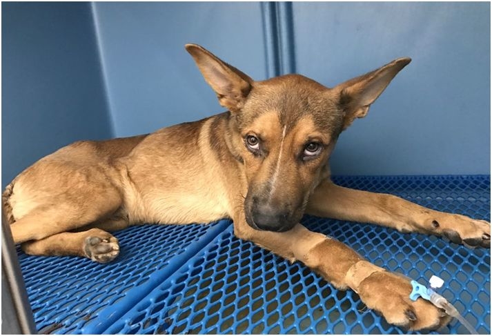 Rescatan un perro de raza cruzado en el Canal del  Rio Rivilla en muy mal estado de salud