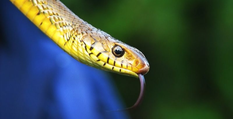 Un taller para desmontar mitos sobre serpientes y tarántulas se celebra este viernes en El Corte Inglés 