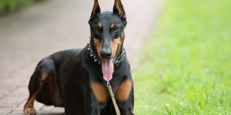 Investigan a un veterinario con domicilio en Badajoz por mutilar rabo y orejas a un perro Dobermann