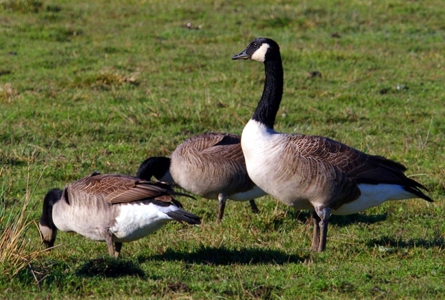 La Junta y el Ayuntamiento trabajan para remediar la superpoblación de gansos
