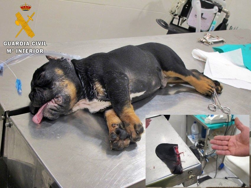 Sorprendido por la Guardia Civil cuando cortaba las orejas a un perro