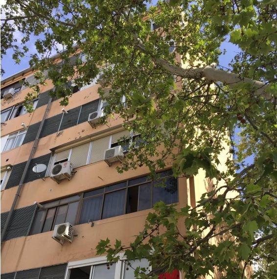 El PSOE denuncia que árboles sin podar dañan la salud de unos vecinos