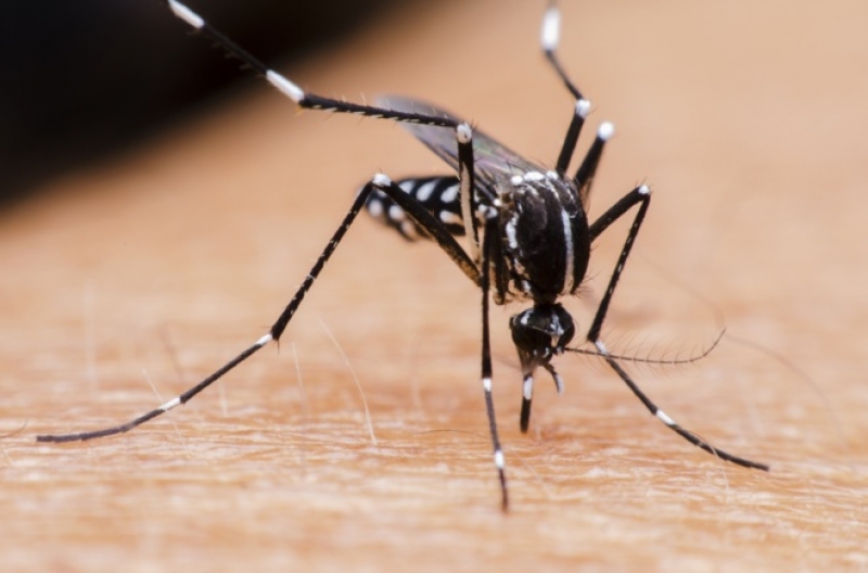 El consistorio realizará una segunda fumigación en el Guadiana para reducir el riesgo de mosquitos