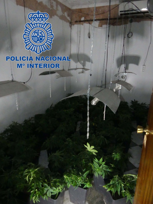 Desmantelan en Badajoz una plantación de marihuana ''indoor''