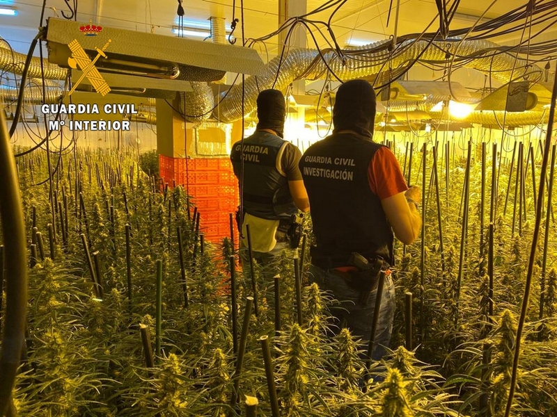 La Guardia Civil desmanteló en Badajoz y La Codosera dos plantaciones ''Indoor'' con más de 3.000  plantas de marihuana