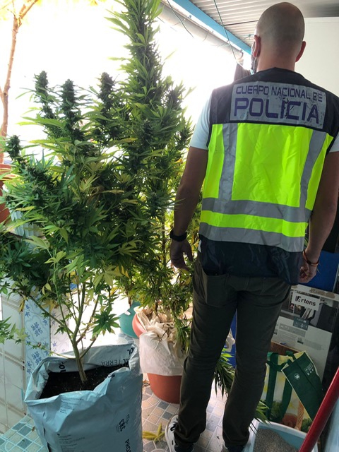Detenido por gestionar una plantación de marihuana en la vivienda de un familiar en Badajoz
