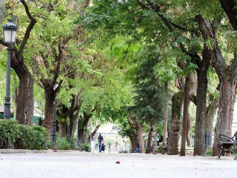 El Ayuntamiento de Badajoz plantará 275 árboles en calles hasta ahora sin sombra y que se regarán de forma automatizada