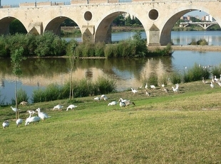Activado el Plan Inuncaex en fase 1 en Badajoz ante la previsión de crecida del río Guadiana
