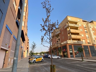 El PSOE de Badajoz insta al ayuntamiento a sustituir los árboles secos y a plantar más ejemplares en calles sin sombra
