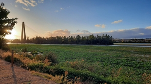 Las obras para el control y retirada del nenúfar del río Guadiana a su paso por Badajoz empezarán en octubre