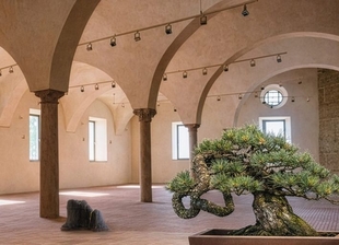 La V Exposición de Bonsái y Suiseki regresa a Badajoz del 17 al 19 de abril