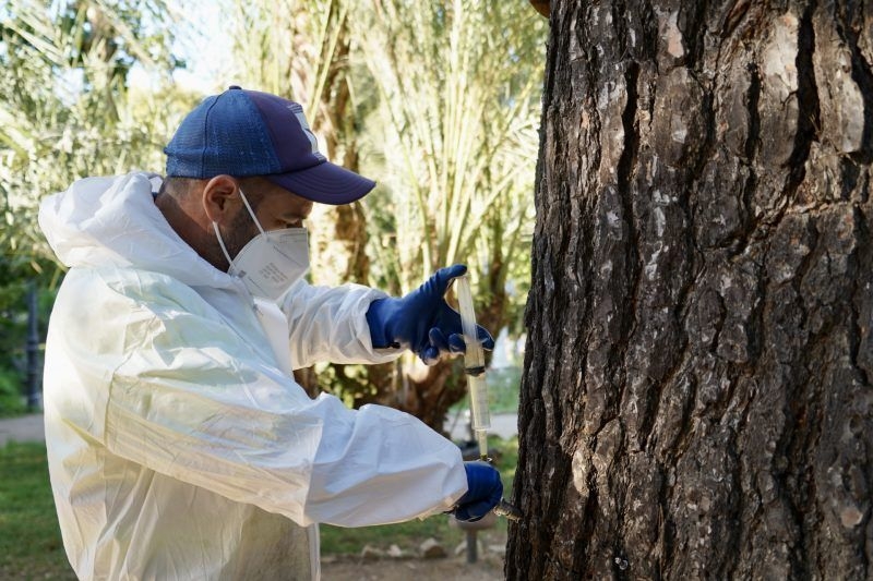 El Ayuntamiento inicia un tratamiento preventivo contra la procesionaria del pino en 250 árboles